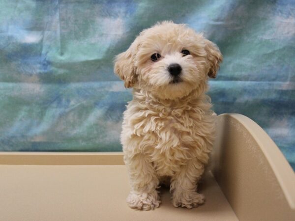 Cavapootese-DOG-Female-APCT-25362-Petland Racine, Wisconsin