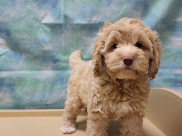 Cockapoo DOG Female Apricot 25347 Petland Racine, Wisconsin