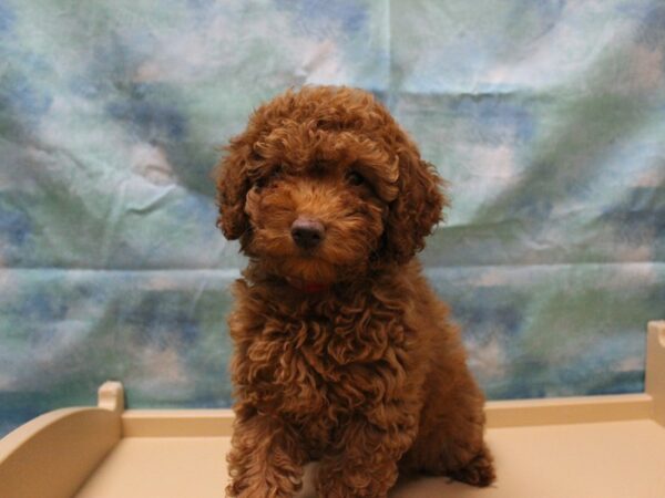 Poodle-DOG-Female-Red-25349-Petland Racine, Wisconsin