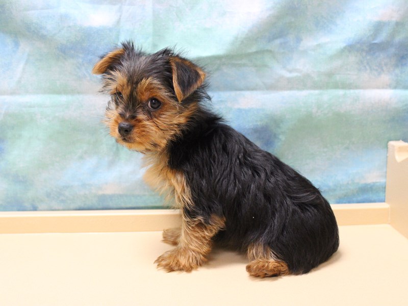 Yorkshire Terrier