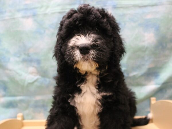 Bernadoodle-DOG-Male-Black Tan / White-25346-Petland Racine, Wisconsin