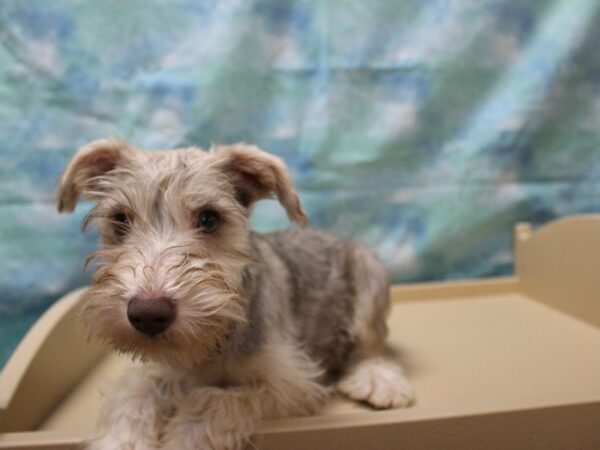 Miniature Schnauzer-DOG-Male-L/P/W/MRK-25358-Petland Racine, Wisconsin