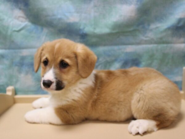 Pembroke Welsh Corgi-DOG-Male-Red / White-25342-Petland Racine, Wisconsin