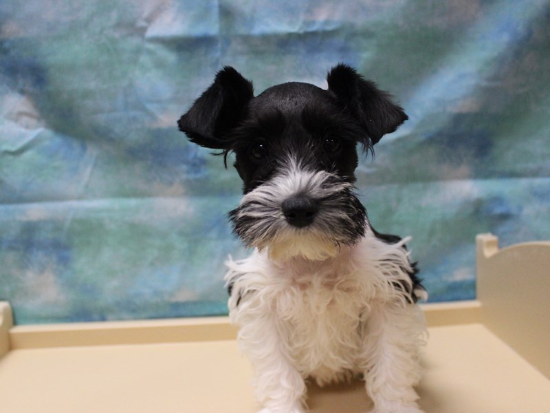 Miniature Schnauzer