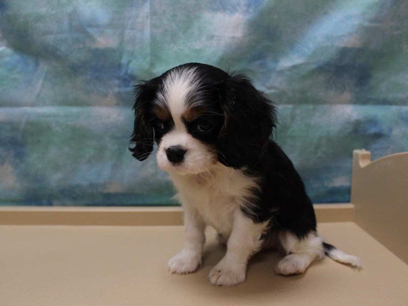Cavalier King Charles Spaniel