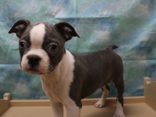 Boston Terrier-DOG-Female-Blue / White-25343-Petland Racine, Wisconsin