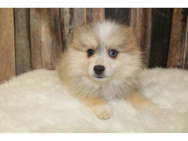 pomsky/pom-DOG-Female-Red / Tan-16134-Petland Racine, Wisconsin