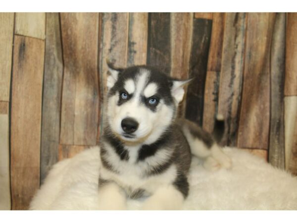 Siberian Husky-DOG-Male-Black / White-16135-Petland Racine, Wisconsin