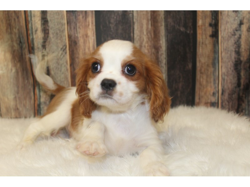 Cavalier King Charles Spaniel