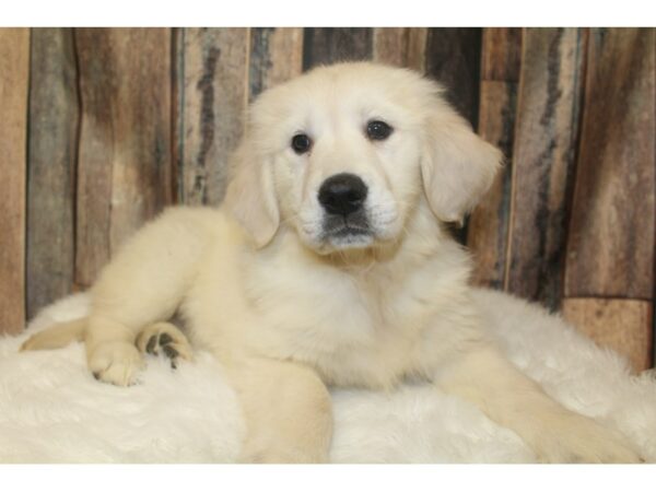 Golden Retriever-DOG-Female-Cream-16141-Petland Racine, Wisconsin