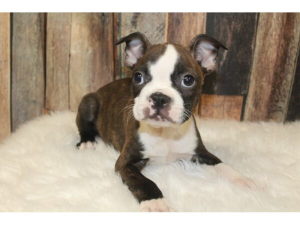 Boston Terrier-DOG-Male-Brindle / White-16142-Petland Racine, Wisconsin