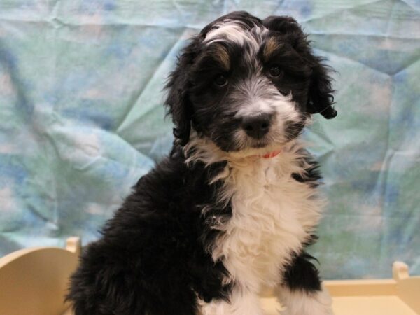 Aussiepoo DOG Female Black Tan / White 25369 Petland Racine, Wisconsin