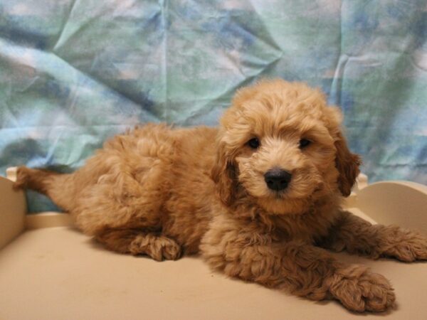 Goldendoodle Mini DOG Male Red 25372 Petland Racine, Wisconsin