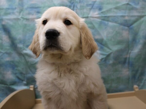 Golden Retriever-DOG-Male-Cream-25371-Petland Racine, Wisconsin