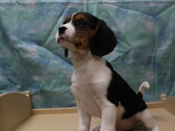 CavaBea DOG Male Black / White 25378 Petland Racine, Wisconsin