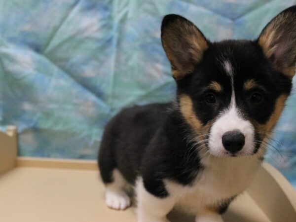 Pembroke Welsh Corgi-DOG-Male-Black / Tan-25373-Petland Racine, Wisconsin