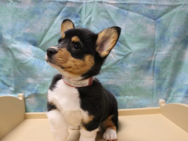 Pembroke Welsh Corgi-DOG-Female-Black / Tan-25374-Petland Racine, Wisconsin