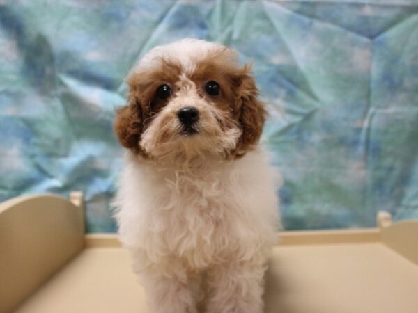 Cavapoo 2nd Gen-DOG-Female-BLEN-25357-Petland Racine, Wisconsin