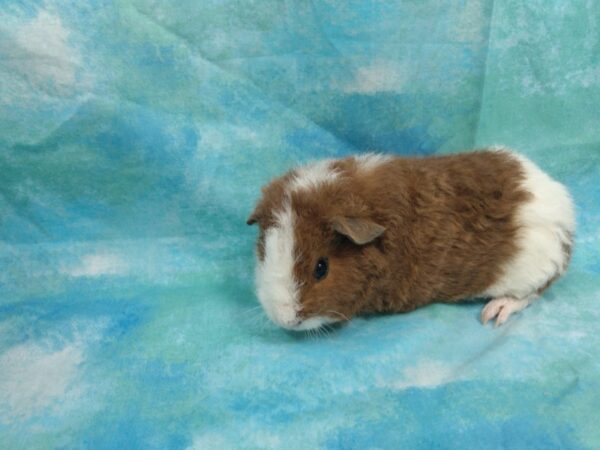 Teddy-GUINEA PIG-Male--25384-Petland Racine, Wisconsin