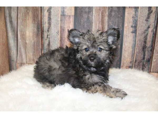 Pomapoo DOG Female Black / Brown 16144 Petland Racine, Wisconsin