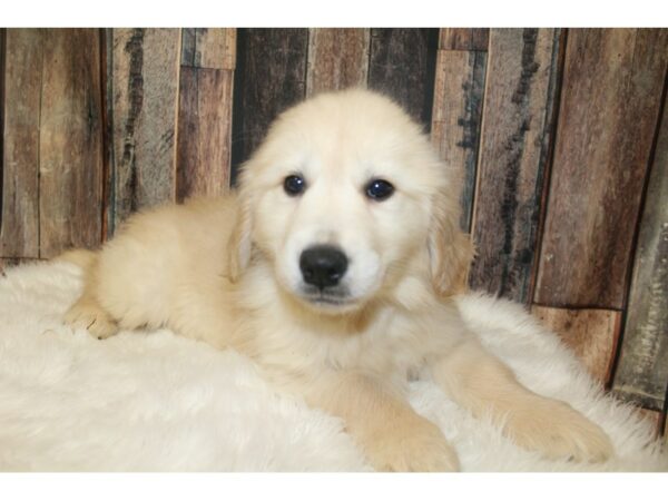 Golden Retriever-DOG-Female-Golden-16145-Petland Racine, Wisconsin