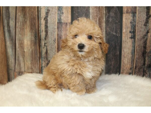 Bichonpoo-DOG-Male-Cream-16146-Petland Racine, Wisconsin