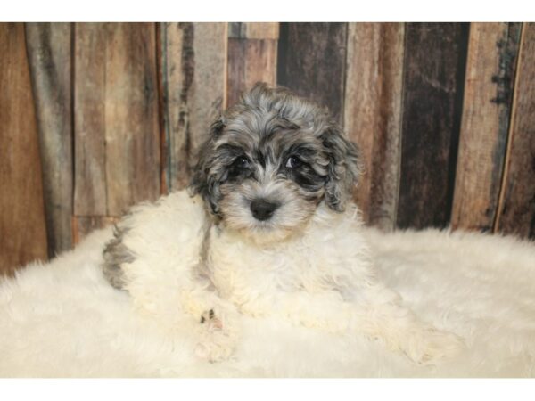 Cock A Poo 2nd Gen DOG Female Blue Merle / White 16147 Petland Racine, Wisconsin