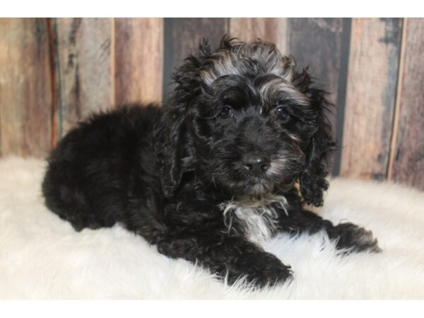 Cock A Poo 2nd Gen-DOG-Male-Black / White-16148-Petland Racine, Wisconsin