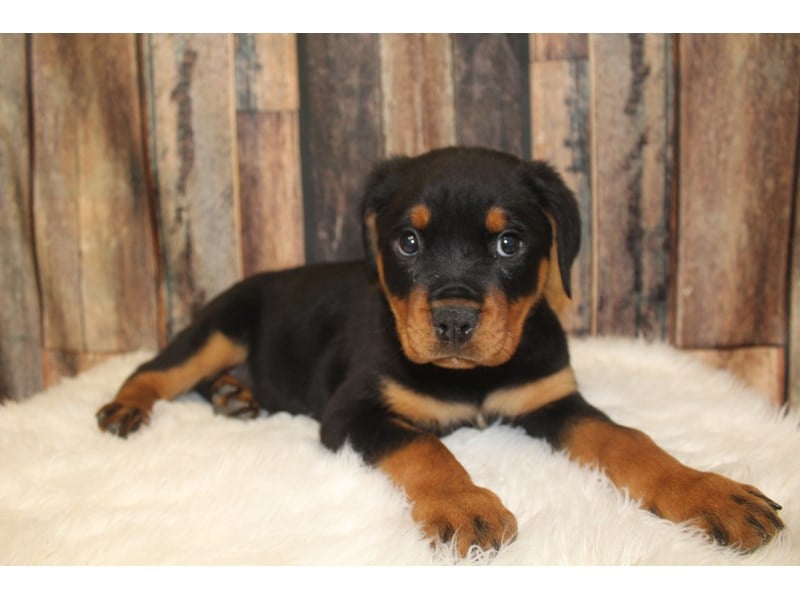 Rottweiler