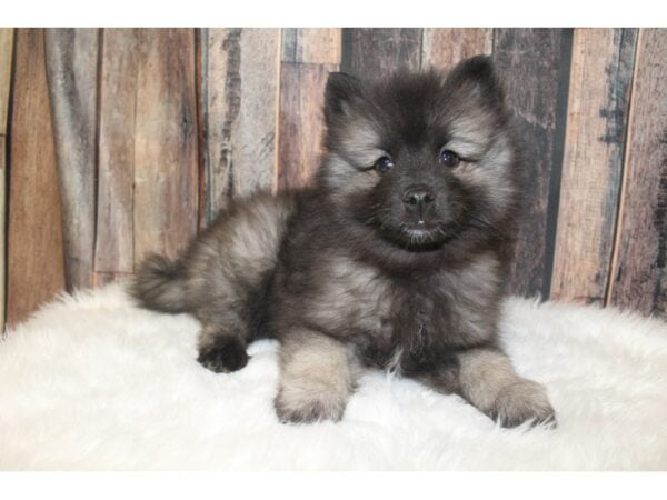 Keeshond-DOG-Female-Black / Silver-16150-Petland Racine, Wisconsin