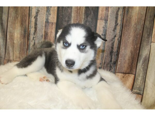 Siberian Husky-DOG-Female-Black / White-16151-Petland Racine, Wisconsin