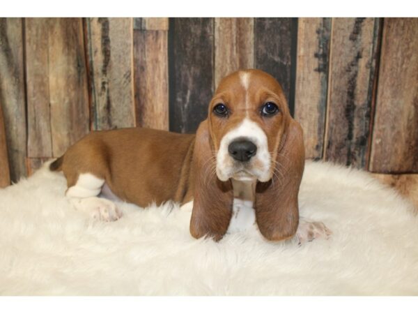 Basset Hound DOG Female Red / White 16153 Petland Racine, Wisconsin