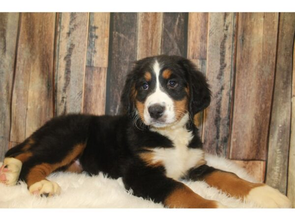 Bernese Mountain Dog DOG Female Tri-Colored 16154 Petland Racine, Wisconsin