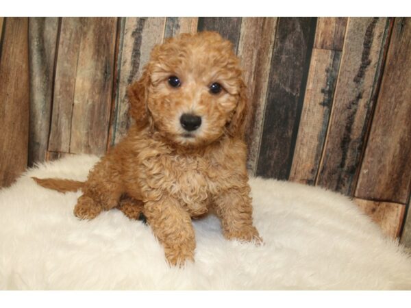 Goldendoodle Mini 2nd Gen-DOG-Male-Red-16156-Petland Racine, Wisconsin