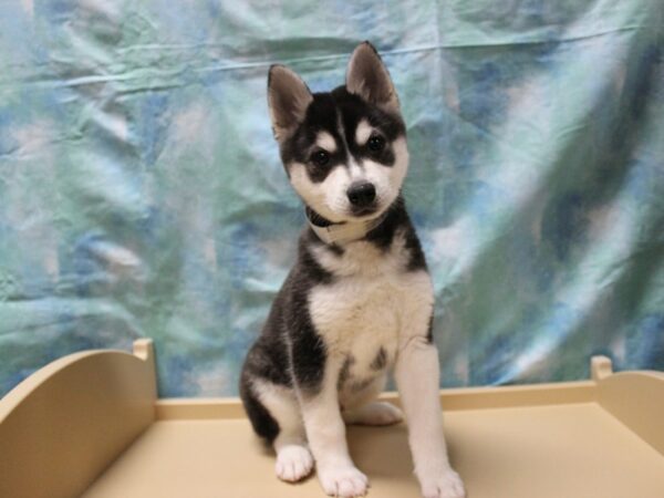 Alaskan Klee Kai-DOG-Male-Black / White-25393-Petland Racine, Wisconsin