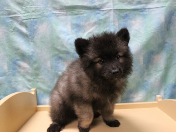 Keeshond DOG Male Black / Silver 25390 Petland Racine, Wisconsin