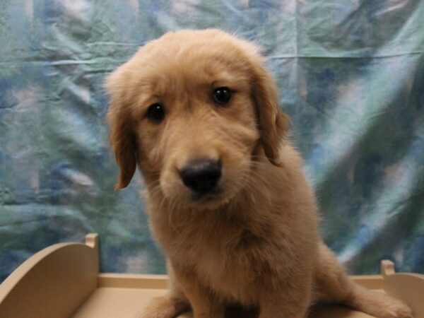Golden Retriever-DOG-Female-Golden-25394-Petland Racine, Wisconsin
