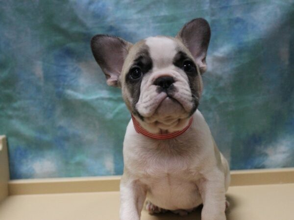 French Bulldog-DOG-Male-FAWN/WH-25402-Petland Racine, Wisconsin