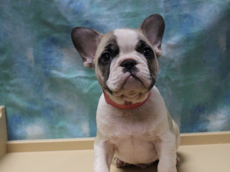 French Bulldog