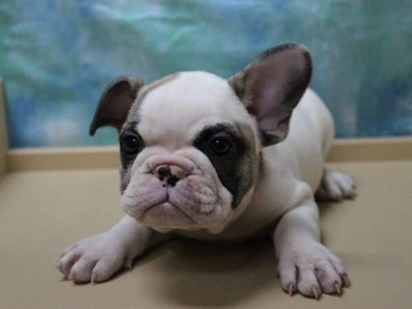 French Bulldog-DOG-Male-WH/FAWN SPOTS-25401-Petland Racine, Wisconsin
