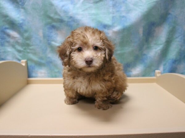 Poodle-DOG-Male-Sable-25400-Petland Racine, Wisconsin