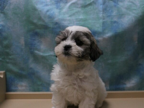 Shihpom DOG Male Brown / White 25391 Petland Racine, Wisconsin