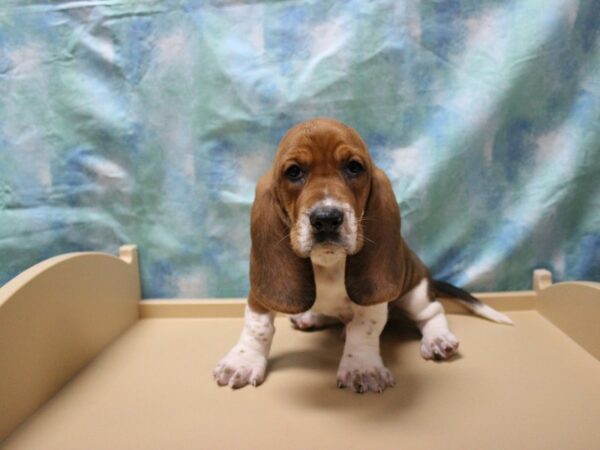 Basset Hound DOG Male Red / White 25396 Petland Racine, Wisconsin