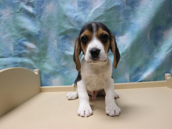 Beagle DOG Male Tri-Colored 25389 Petland Racine, Wisconsin