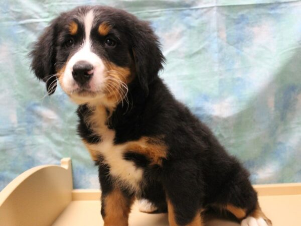 Bernese Mountain Dog DOG Female Tri-Colored 25399 Petland Racine, Wisconsin