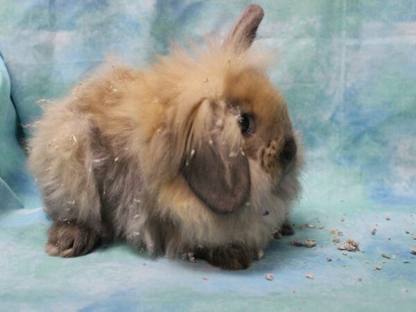 Lionhead-RABBIT-Female--25404-Petland Racine, Wisconsin