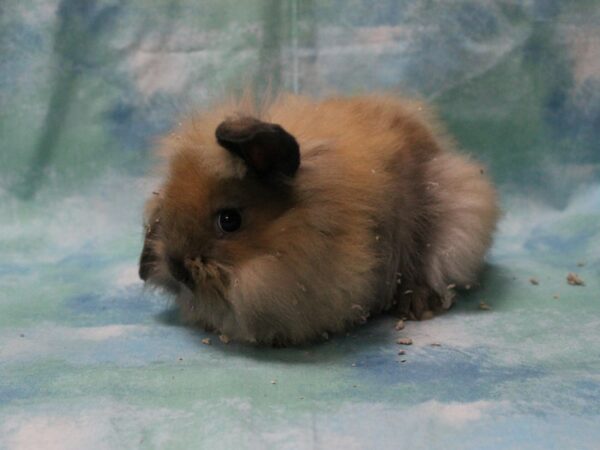 Lionhead-RABBIT-Female--25406-Petland Racine, Wisconsin