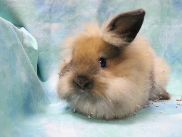 Lionhead-RABBIT-Female--25407-Petland Racine, Wisconsin