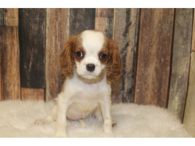 Cavalier King Charles Spaniel