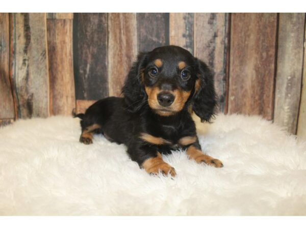 Dachshund-DOG-Male-Black / Tan-16158-Petland Racine, Wisconsin